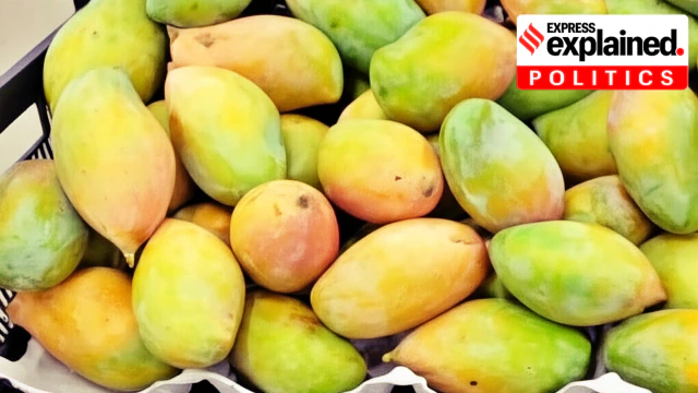 Totapuri mangoes