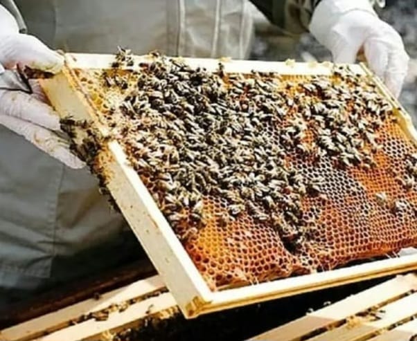 Honey Village