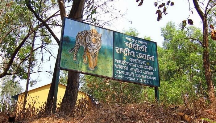 chandoli national park