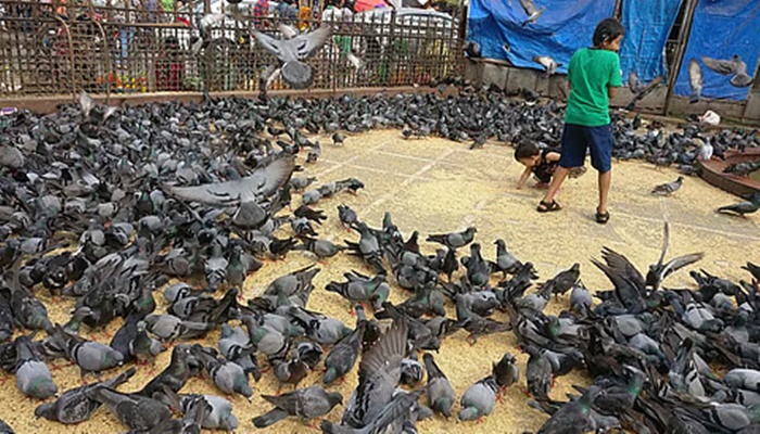 BMC ordered to shutdown 'kabootar khanas' in Mumbai