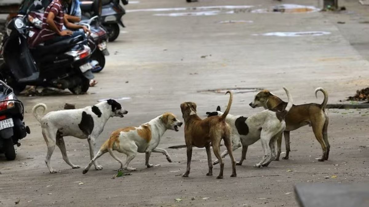 SC Orders Removal Of Stray Dogs From Roads