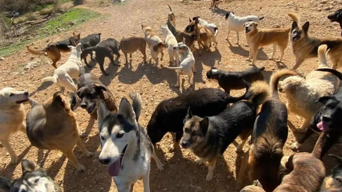 JDS Leader on Stray Dogs Issue