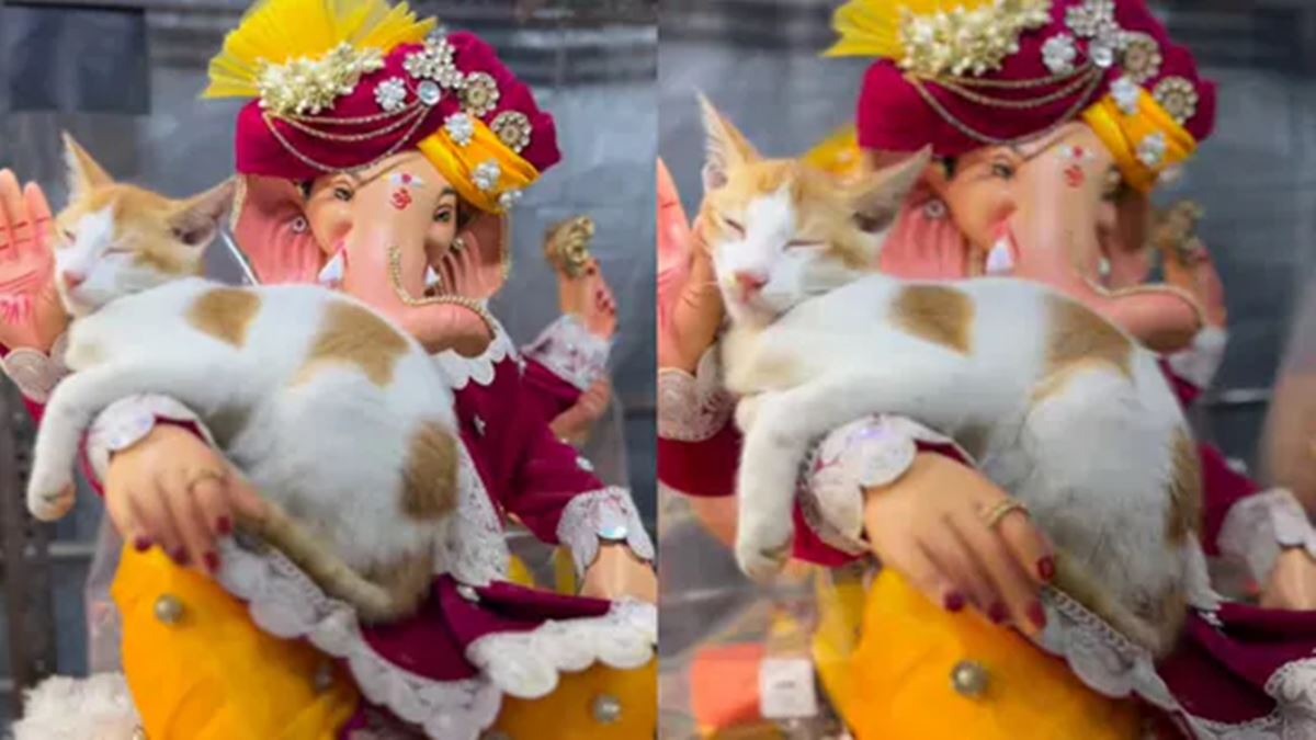 Ganeshotsav Viral Video