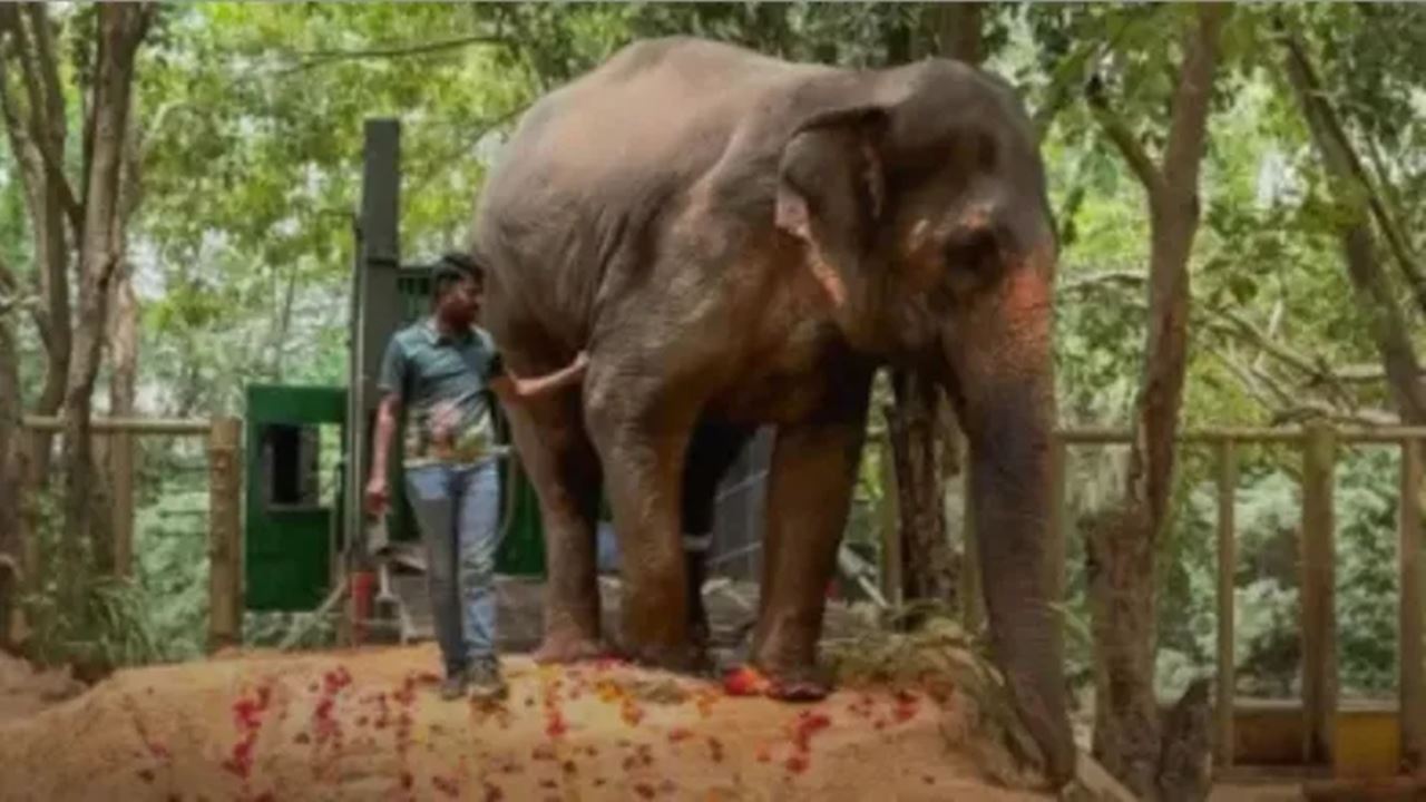 Elephant Mahadevi News