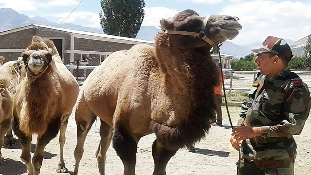 Bactrian Camels in Indian Army