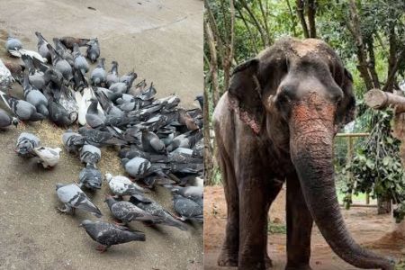 Maharashtra Elephant & Pigeon Controversies