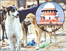 Relief for stray dogs! Will be released in the same place The decision applies to all states! Dogs will be fed at the designated place
