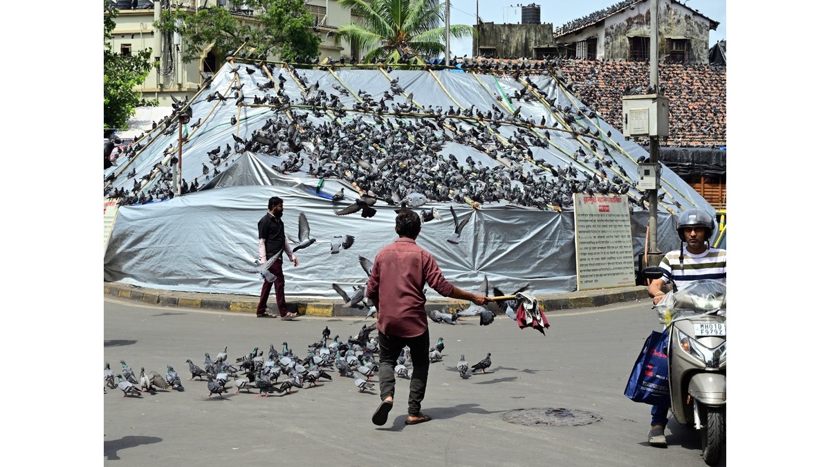 Pigeon
