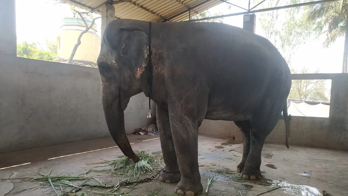 Supreme Court on Madhuri Elephant Case