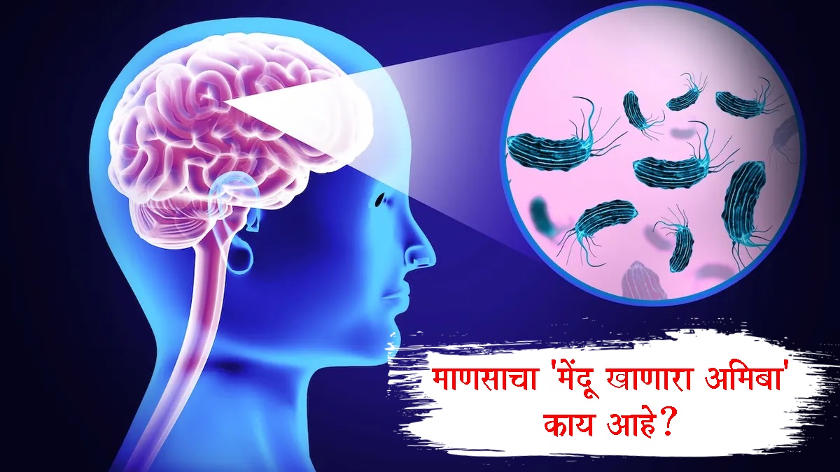 Brain Eating Amoeba