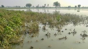 Maharashtra Crop Loss