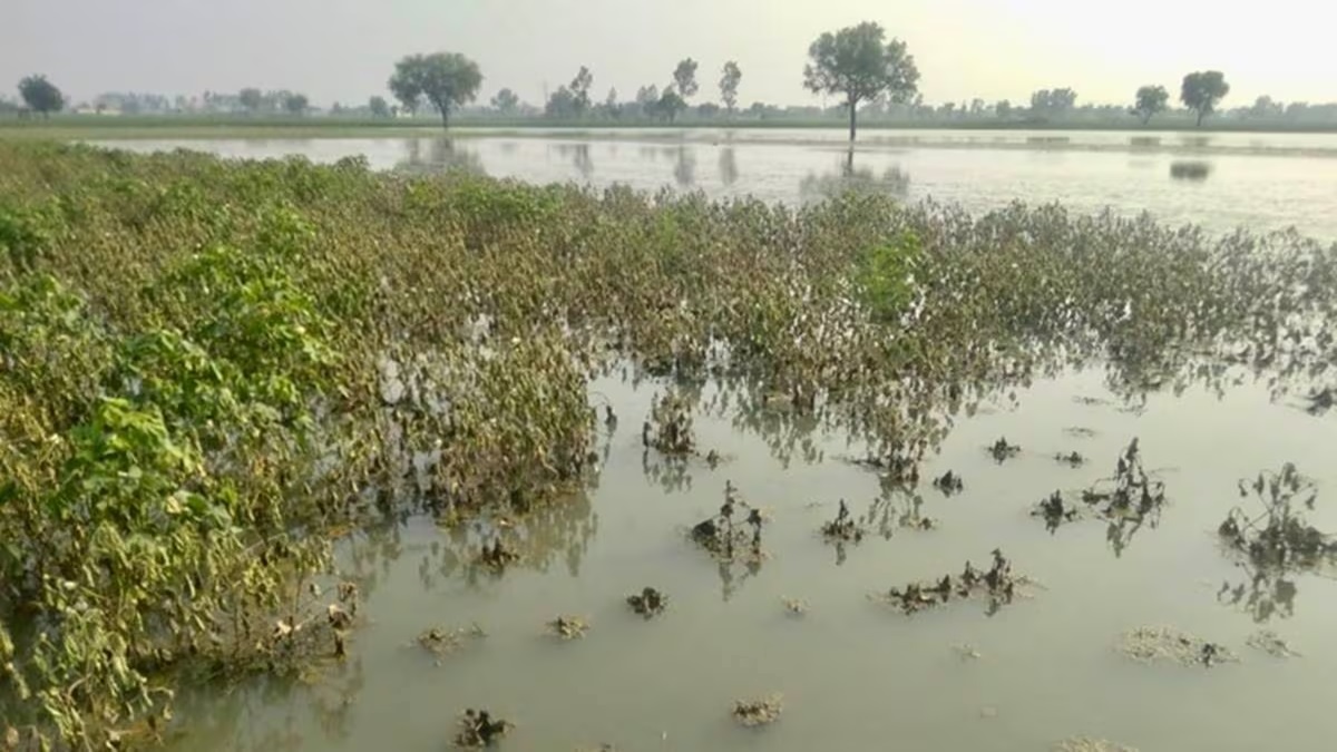 Maharashtra Crop Loss
