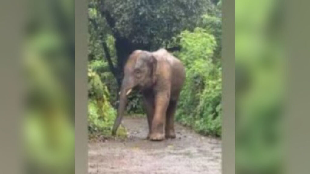 Elephant Omkar