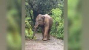 Elephant Omkar
