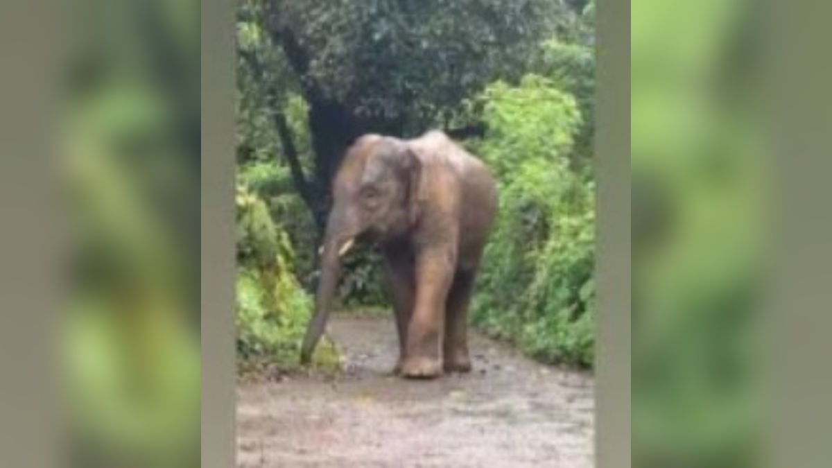 Elephant Omkar