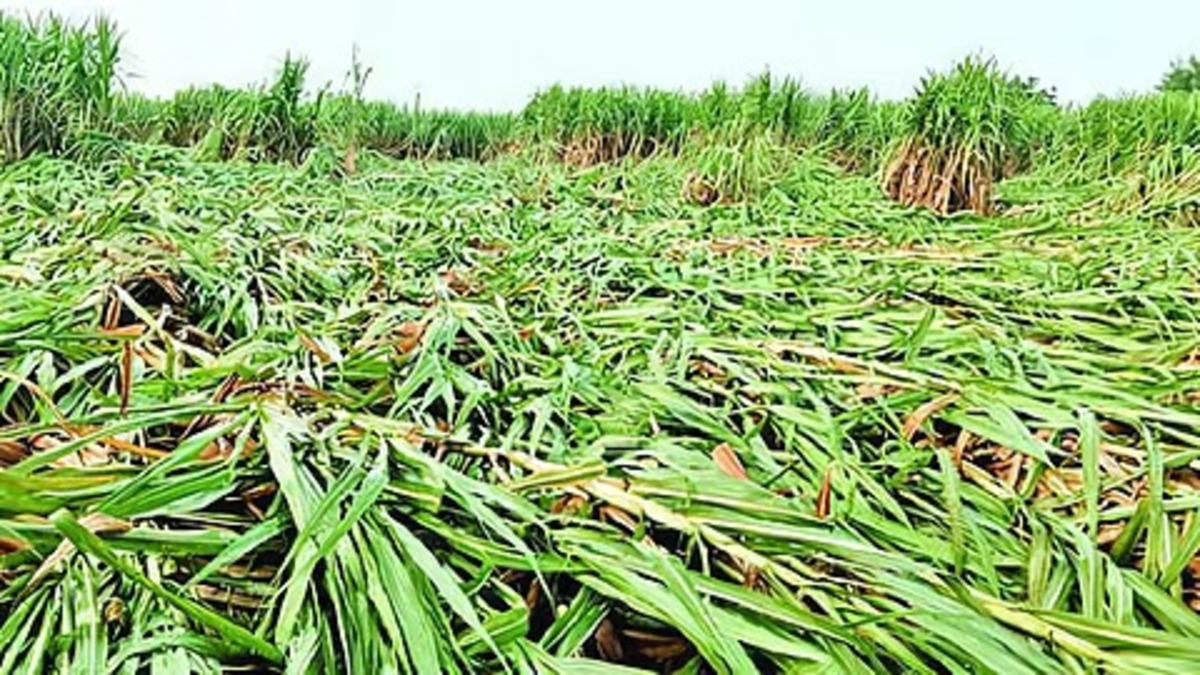 Latur Rain