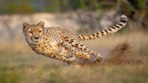 Welcome New Cheetahs