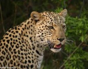 Leopard attack