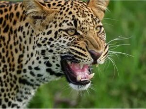 leopard