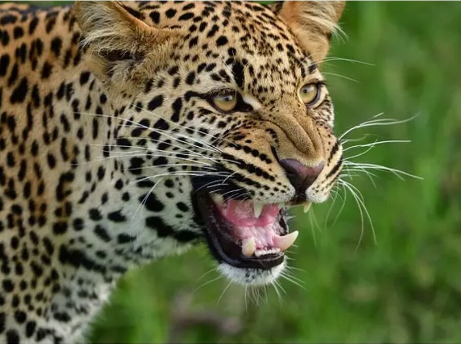 leopard