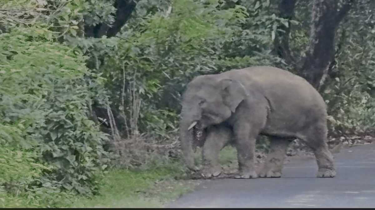 Omkar elephant