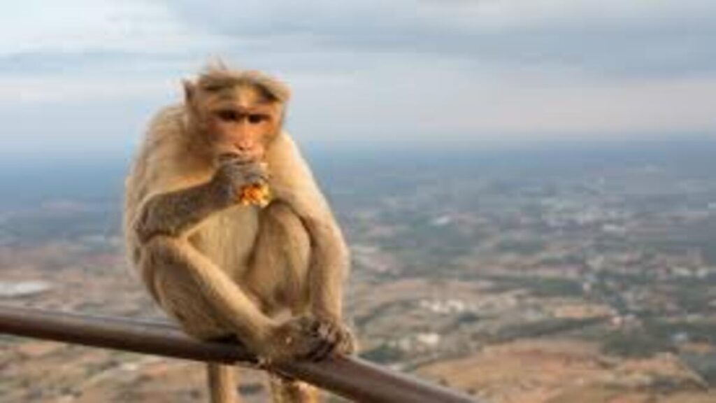 Monkey Repellent Job India