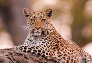 Leopards Sterilization