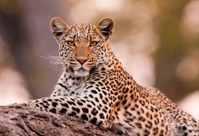 Leopards Sterilization