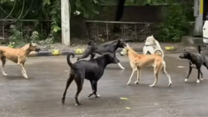 SC Slams States on Stray Dogs
