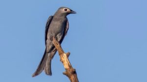 Ashy Drongo