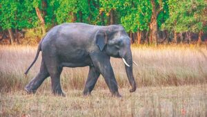 Omkar Elephant Vantara