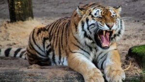 Royal Bengal Tiger