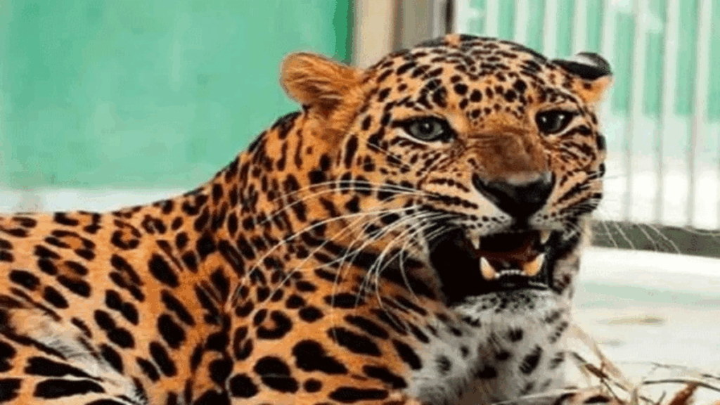 Leopard