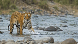 Corbett Tiger