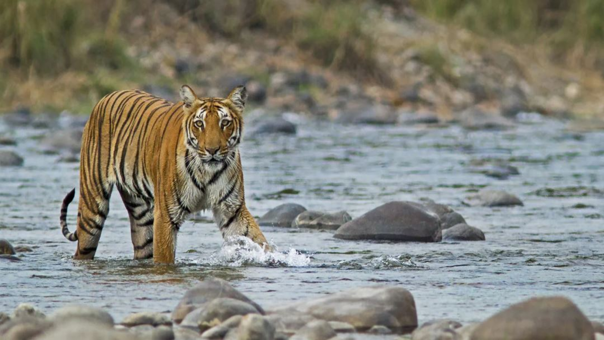 Corbett Tiger