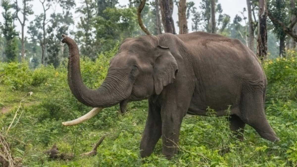 Karnataka Elephant