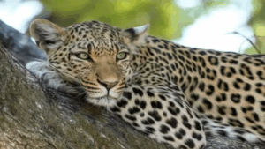 Pune to Get 4 New Leopard Forests