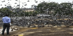 MNS Opposes Borivali Pigeon Shelter