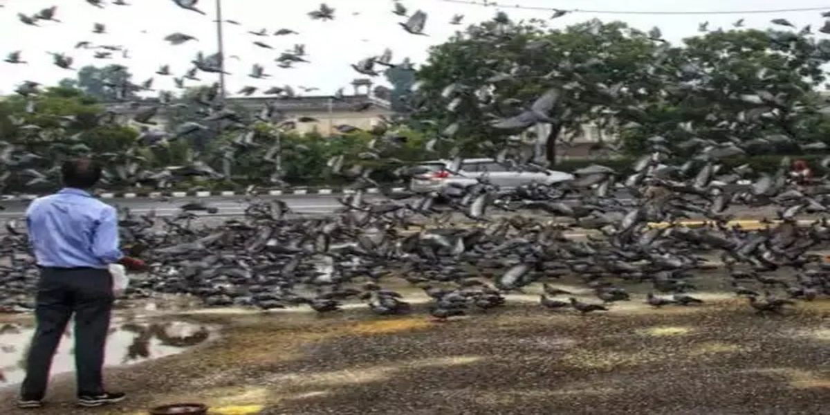 MNS Opposes Borivali Pigeon Shelter