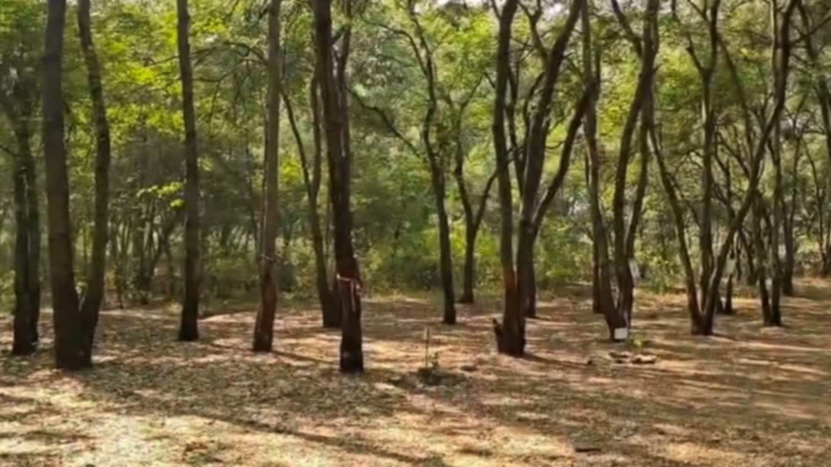 NGT Halts Tree Cutting Till Jan 15