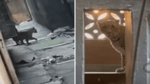 Mira Bhayandar Leopard Attack