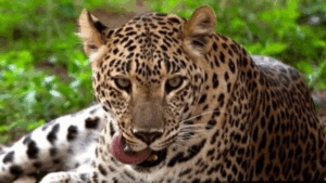 Maharashtra Leopard