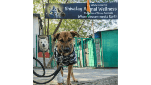 Viral Bhairav Dog
