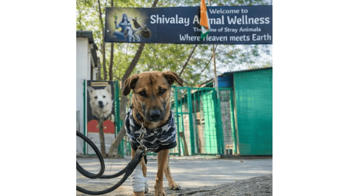 Viral Bhairav Dog