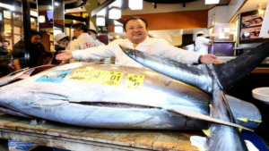 Japan Tuna fish Auction