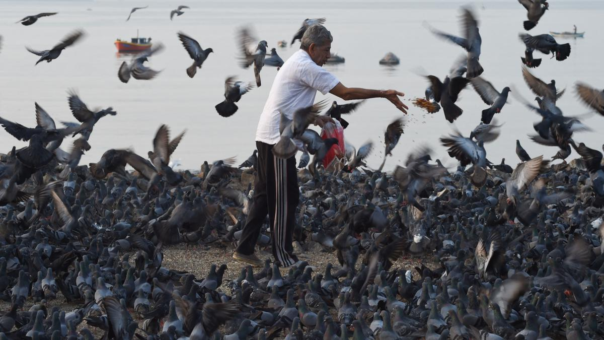 Zero Action On Pigeon Feeding Violations