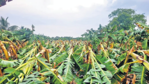 Banana Crop Insurance Scam
