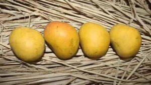 Alphonso Mango Price Hike
