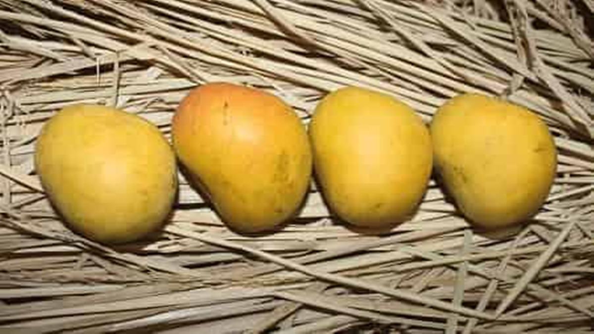 Alphonso Mango Price Hike