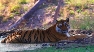 Langdi Tigress Dies
